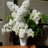 Lilas_blanc